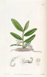 Campylocentrum micranthum (como sin. Angraecum micranthum)